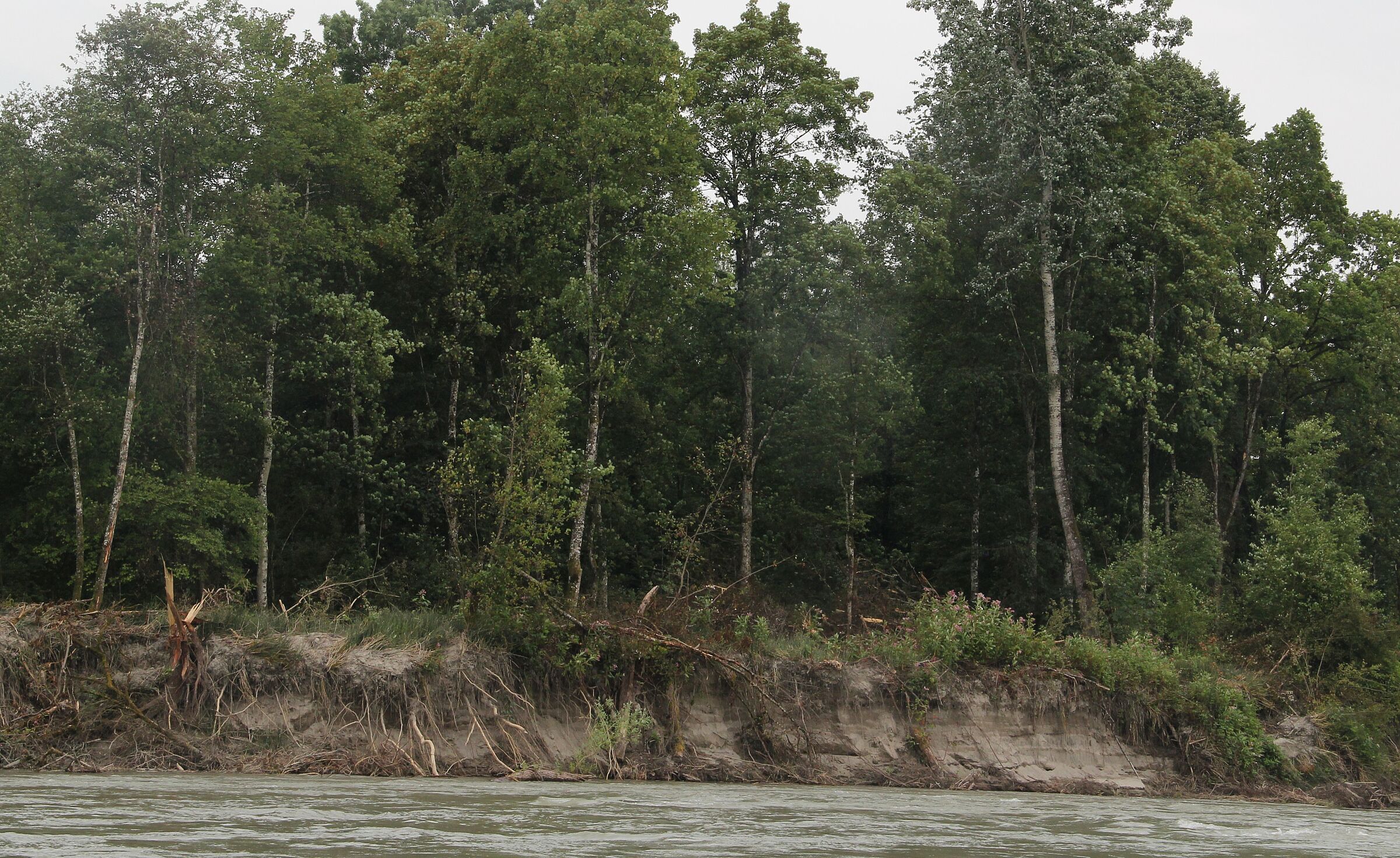 Foto: BN Rutkowski Abbrechende Ufer an der Salzach