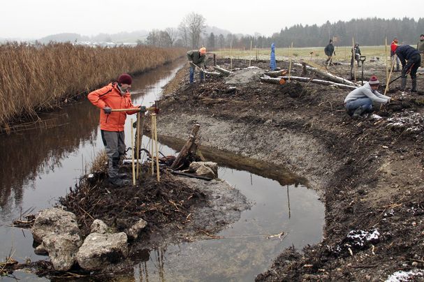 Foto: C. Lahr - Renaturierung Ischler Ache Ein Mann schlägt Pfähle ein