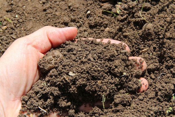Foto: B. Rutkowski Eine handvoll Gartenhumus