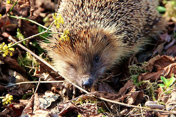 Foto: Beate Rutkowski Igel im Garten